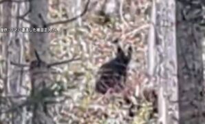 【速報】「中段蹴りしたらたまたま当たった」　 2頭のクマに遭遇した空手経験者の男性が応戦も負傷　北海道・名寄市 - ライブドアニュース